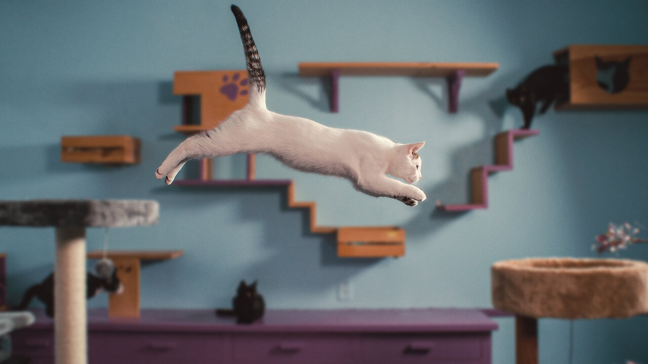 cuenca Sede etc. Día del Gato: 3 series sobre gatos para ver en Netflix | El Blog de Personal
