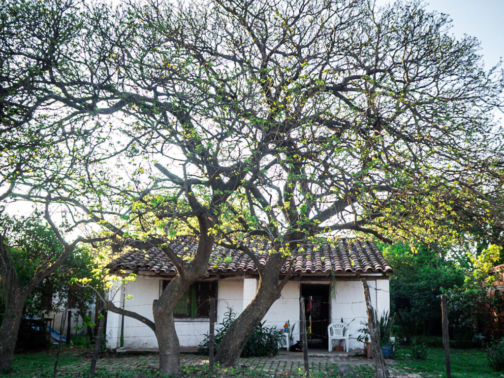 árbol