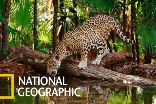 documentales de National Geographic
