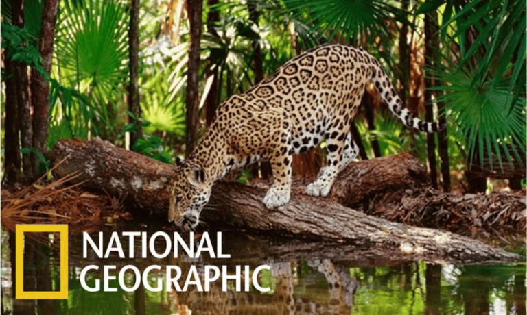 documentales de National Geographic
