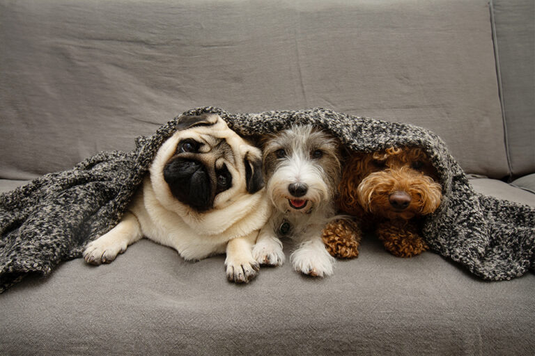 Mascotas abrigadas
